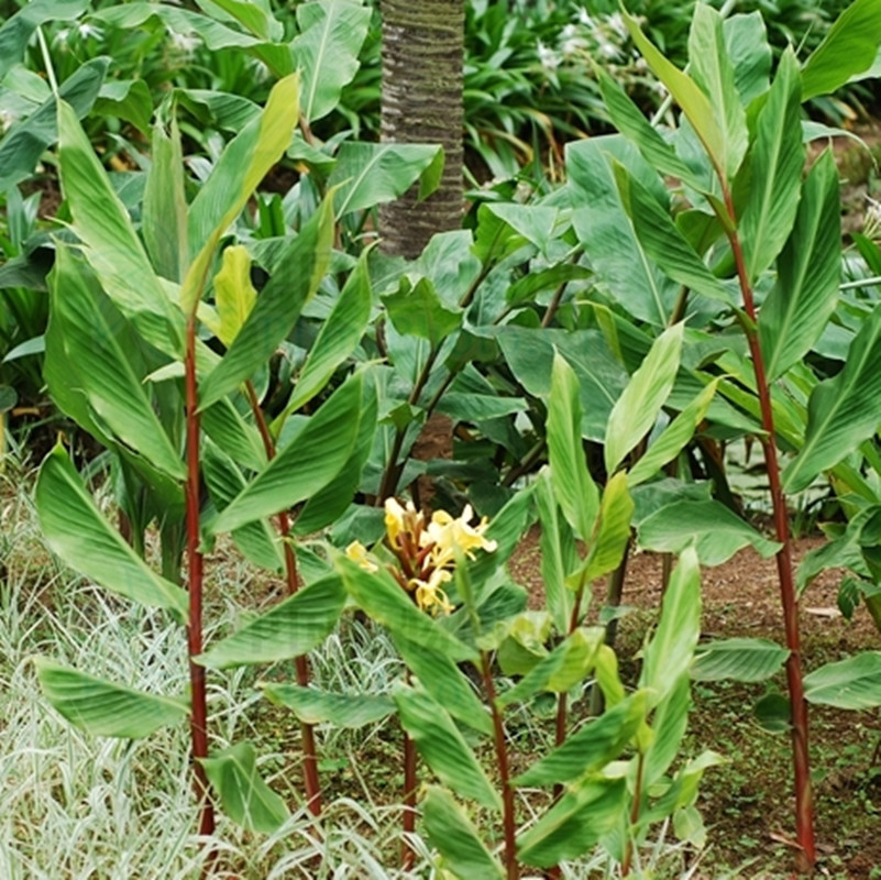 美人蕉原产美洲,印度,马来半岛等热带地区,性喜温暖,湿润和充足阳光