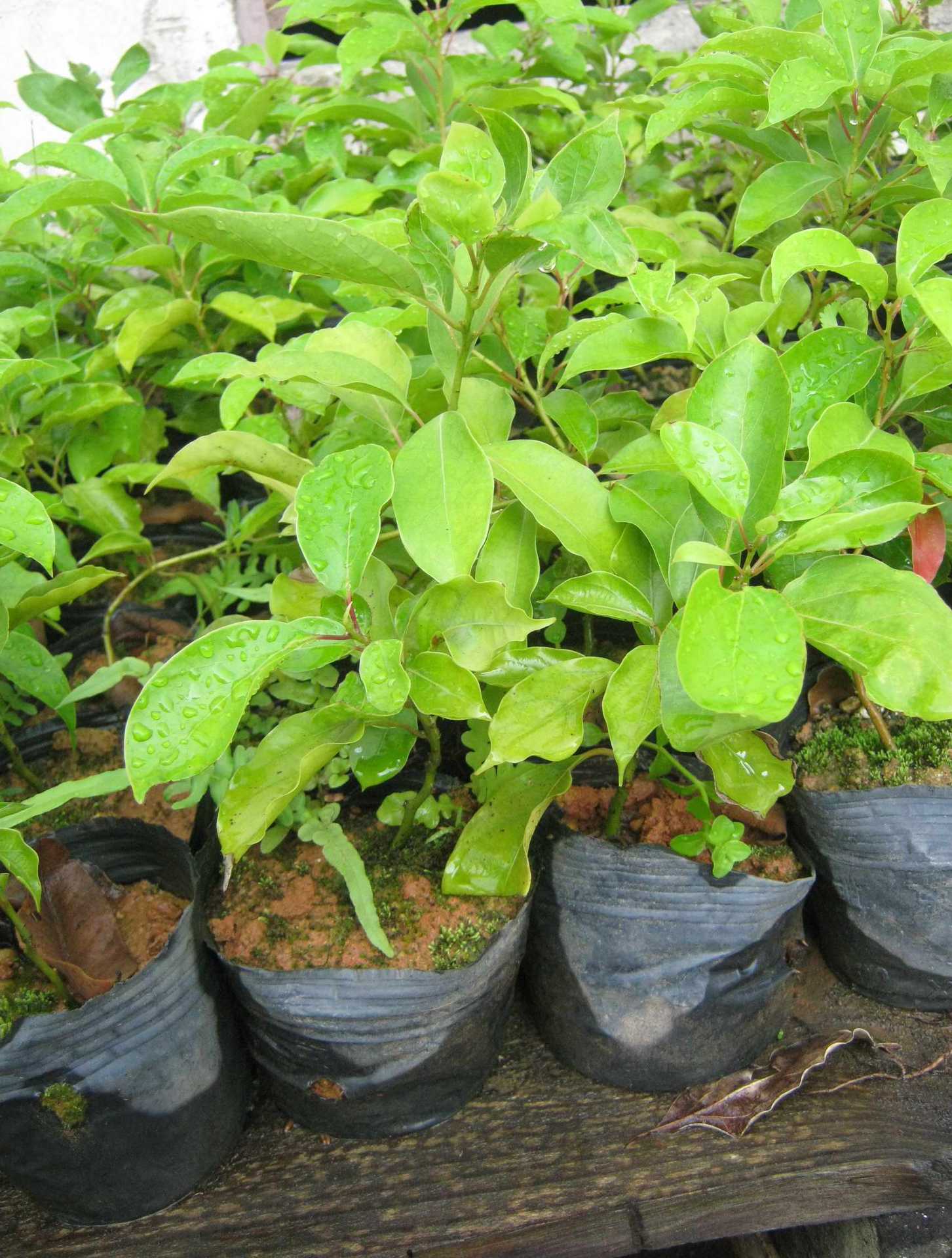 新品牛樟苗高40~55cm 优质台湾牛樟树苗 牛樟种苗批发 010