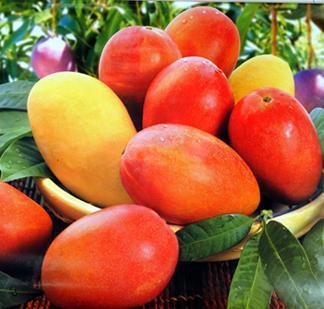 美国芒果进口到深圳如何设计标签|办理卫生证