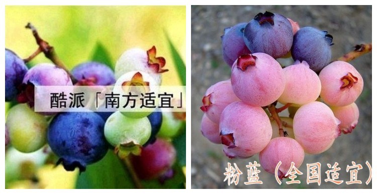 蓝莓苗的栽植和培育技术