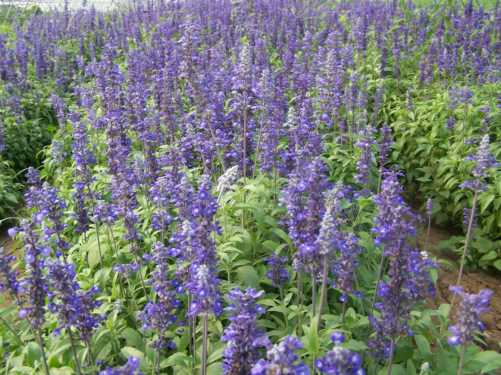 鼠尾草(鼠尾草花语)