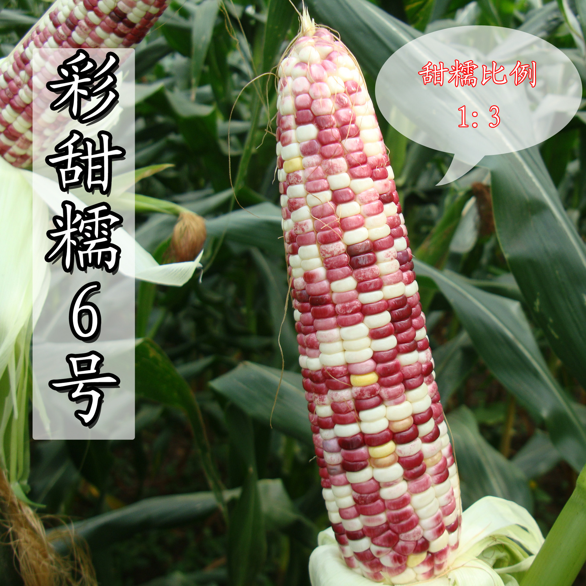 玉米种子彩玉米甜玉米糯玉米甜糯彩糯玉米种子彩甜糯6号晓富种业