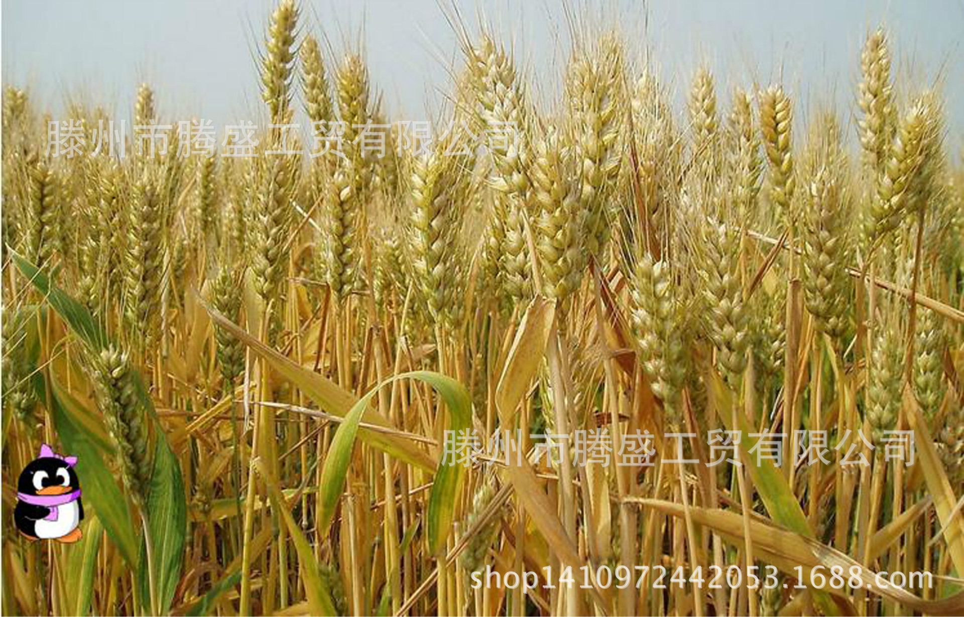 麦子怎么变成麦仁,麦子怎么做成麦仁,什么时候的麦子是麦仁_大山谷图库
