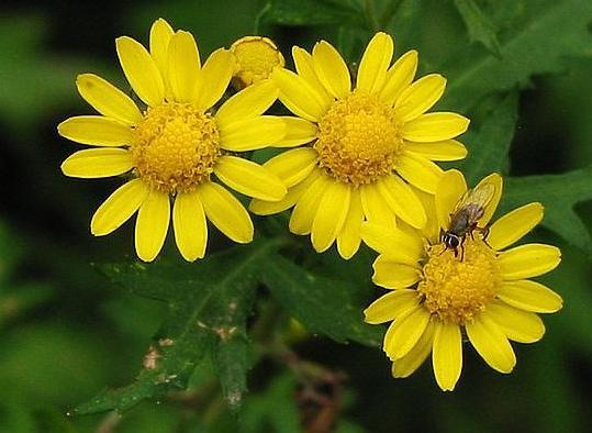 宝宝金水原液/原料/纯天然植物提取/婴儿专用/家庭必备