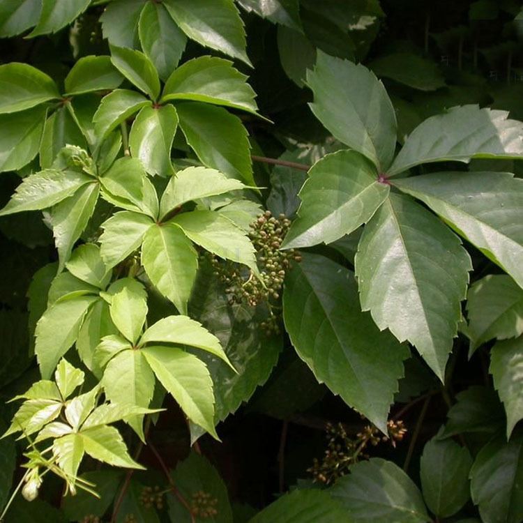 五叶植物,五叶花(第4页)_大山谷图库
