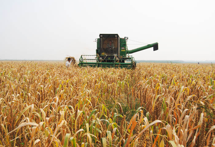 优质新谷子批发 张杂谷8号 衡水千亩基地合作社直供 新小米.