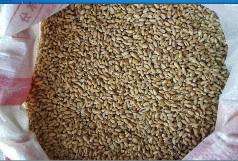 麦大侠32小麦种子图片