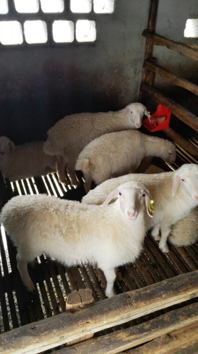 厂家直销供应优质小母羊 湖州众诚湖羊养殖专业合作社养殖小母羊