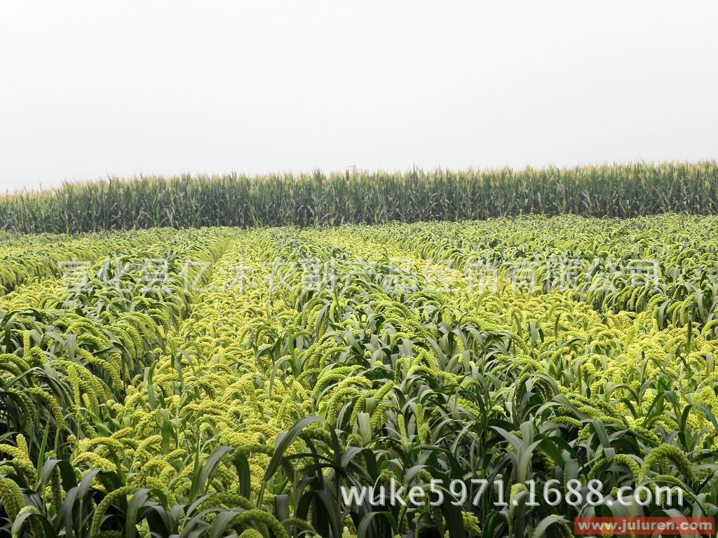 新品种--最省工--高产早熟优质谷种张杂谷3号