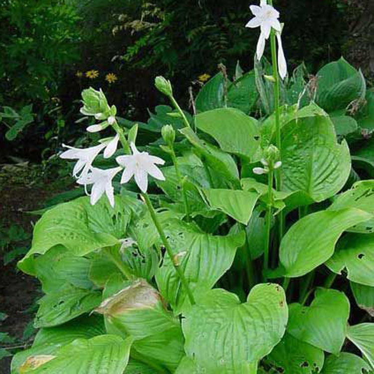 【珂宇】 青叶玉簪花 金边玉簪 花叶玉簪 盆栽植物 园林植物