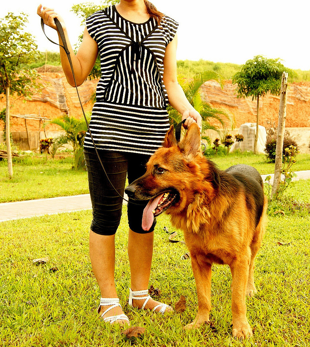 豪华宠物牵引绳 狗拉带狗圈 中大型犬狗绳厂家批发直供