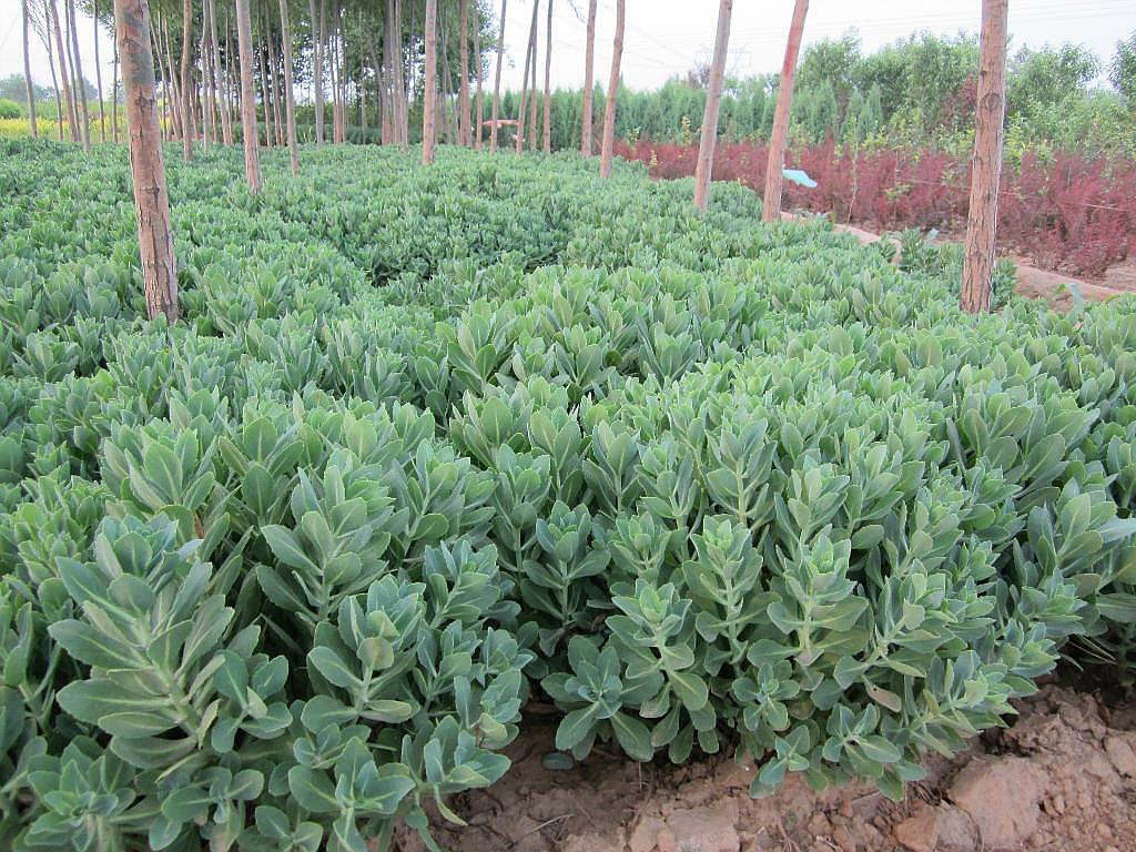 苗圃直销八宝景天八宝景天苗供应各种绿化苗木