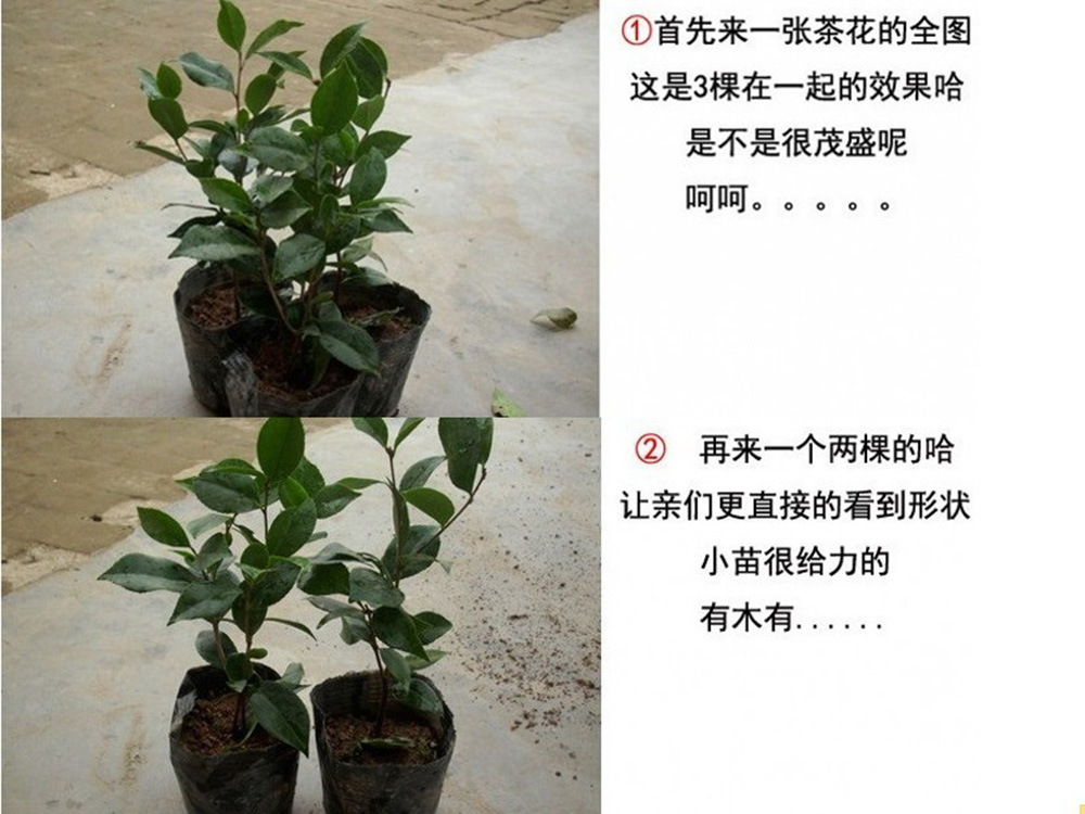 茶花苗 办公室内庭院阳台盆栽观花植物 山茶花树苗 3年苗当年开花