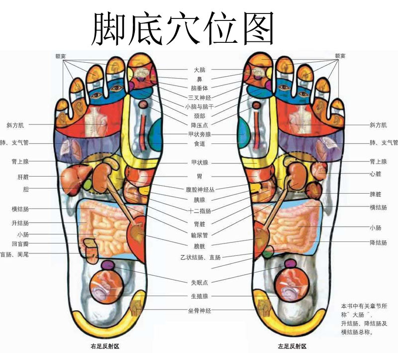 脚底的血位置示意图图片