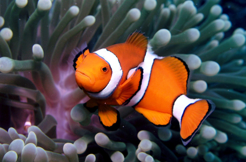 小丑鱼,clown fish,是双锯鱼的一种.