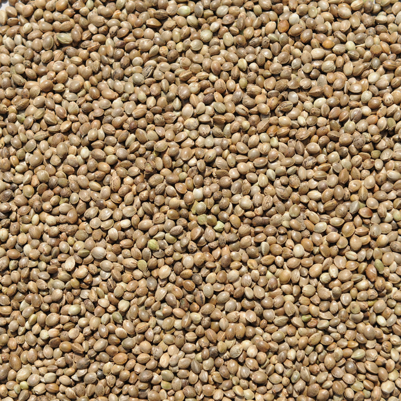 特殊加工大粒线麻子 麻子 火麻籽 批发麻籽 供应出口级线麻子