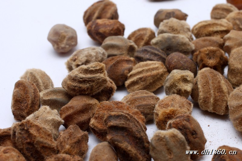 佛手菩提子 白玉龙骨菩提子原籽 白玉菩提子原籽批发斤包邮 散珠