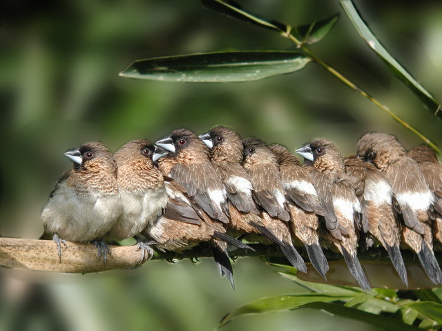 &nbsp; 燕子和麻雀是一对邻居.