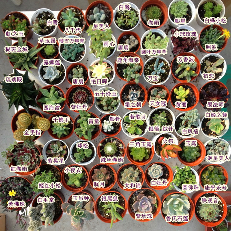 多肉植物盆栽吉娃娃 吉娃莲 杨贵妃 迷你盆栽 品相好 好养