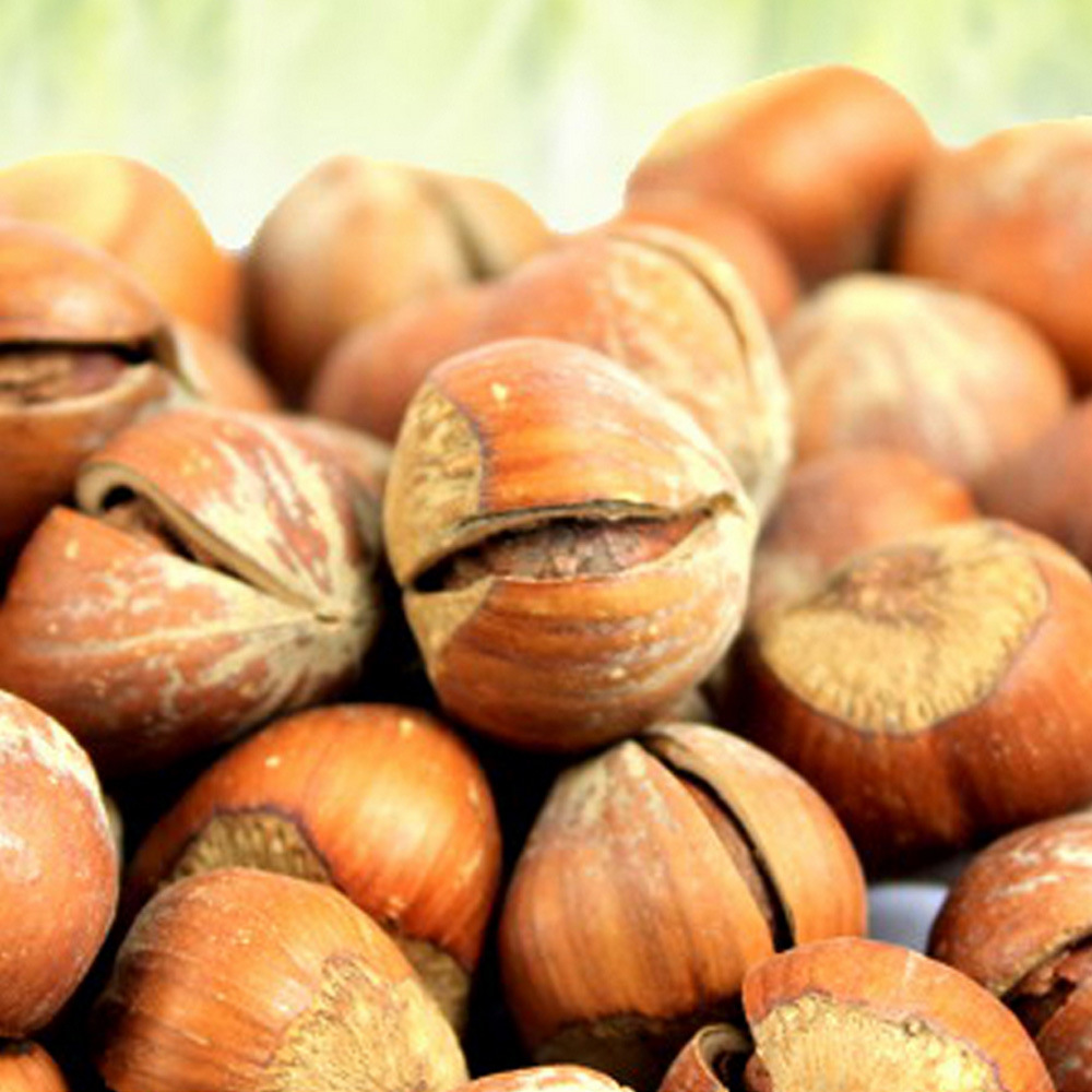 新疆土特产现货快发榛子批发年货坚果250g袋装优质开口野生榛子