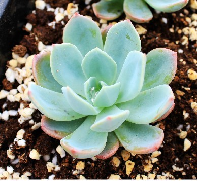 多肉植物&mdash;&mdash;石莲花属