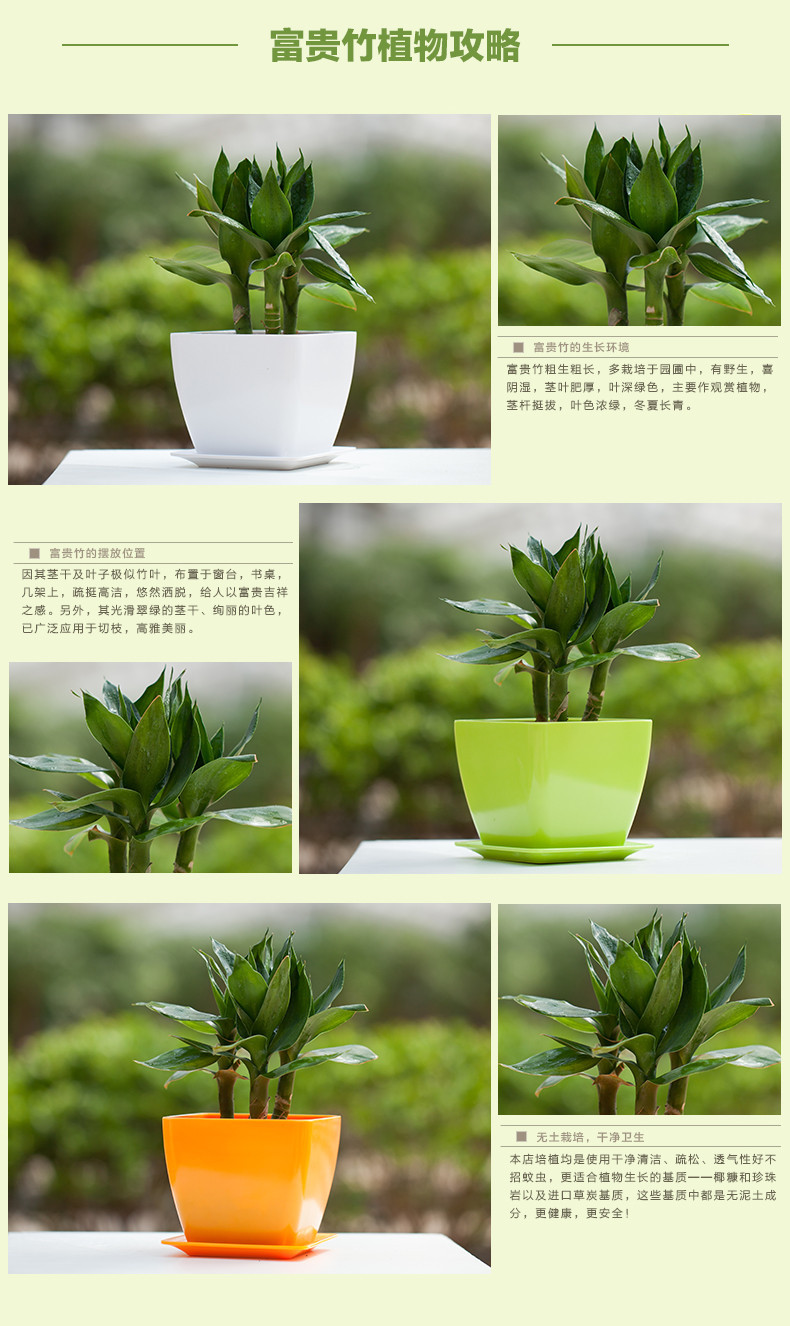 步步高大叶竹子盆栽 转运竹 开运竹土培水培植物竹子