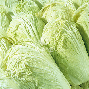 大地仓 有机蔬菜 大白菜 500g 非转基因无农药时令 农场直供 现摘