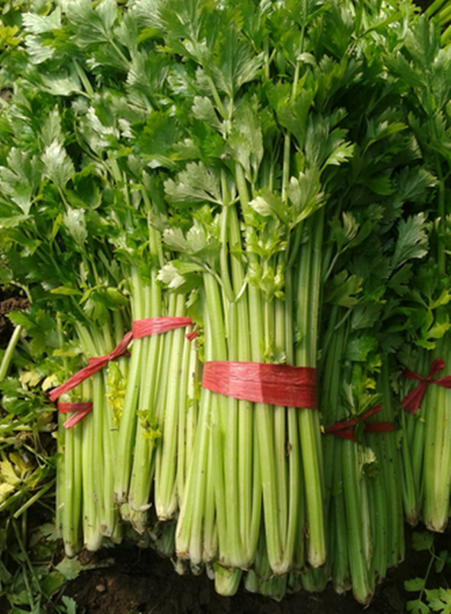 蔬菜种子菊花叶空心芹种子芹菜籽生长快春秋种植原厂彩包10g