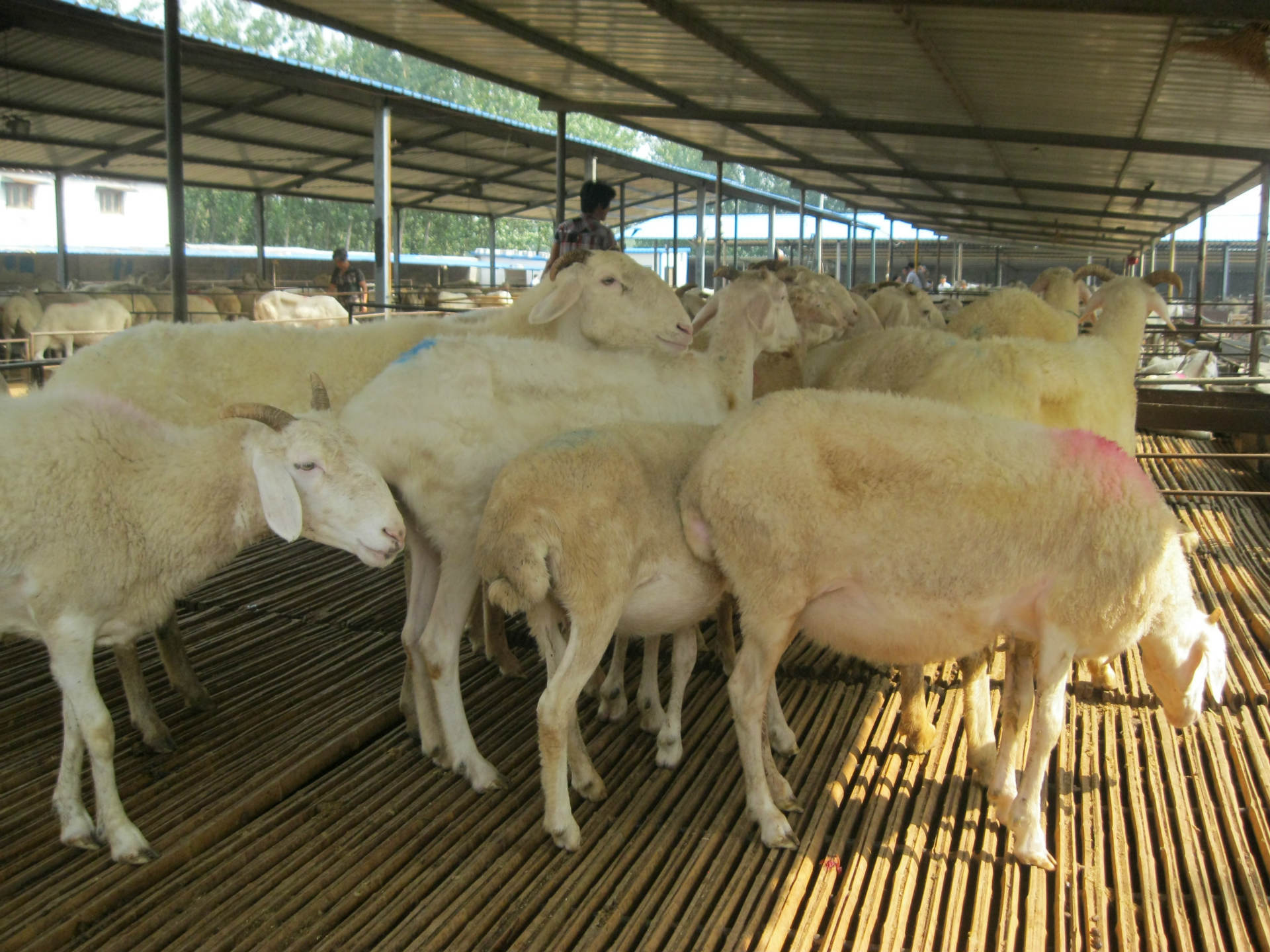 湖南肉羊品种 湖北肉羊品种 山东养羊场小尾寒羊纯种小尾寒羊种羊