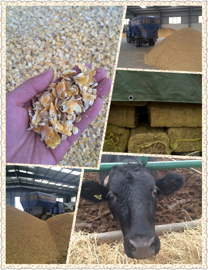 &nbsp; &nbsp; &nbsp; 充足的谷物饲料供应,保证源珑黑牛全程食用谷物