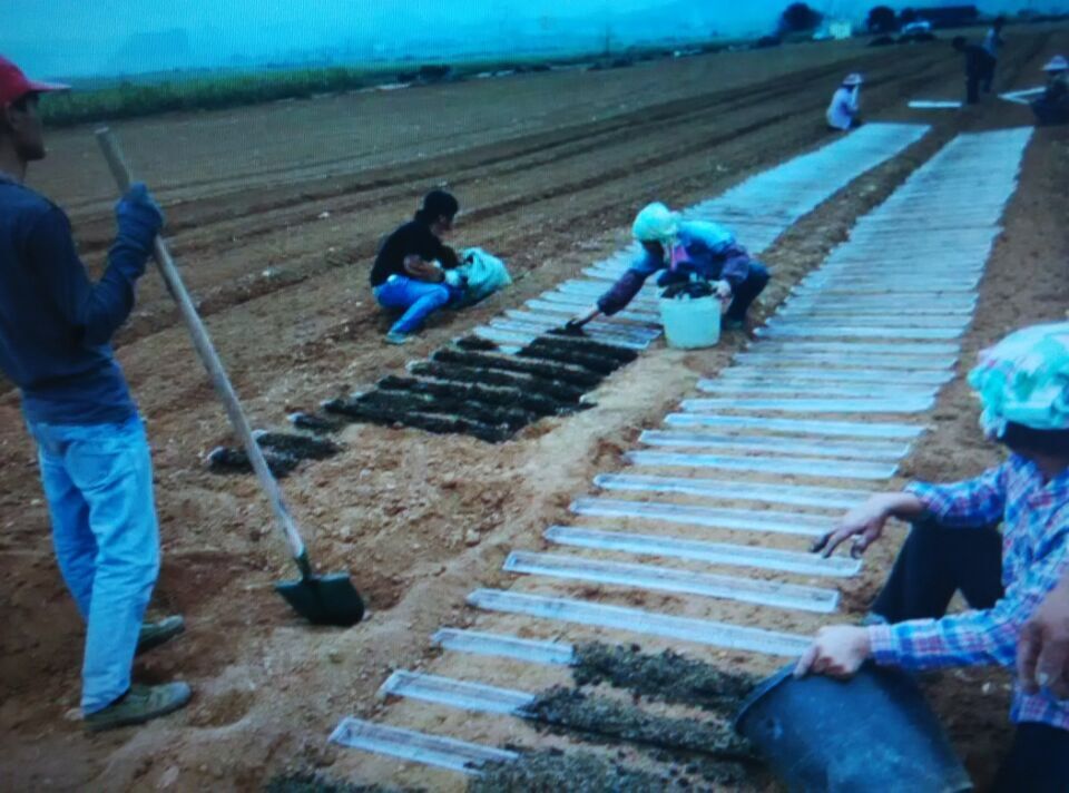 淮山定向生长槽 山药槽 淮山药槽厂家 山药u型槽 紫淮山浅生槽管