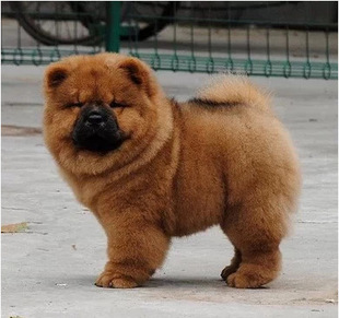 赛级松狮犬纯种幼犬 松狮狗宠物狗粮 肉嘴面包嘴松狮幼犬纯种
