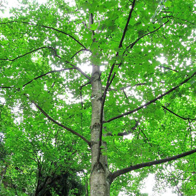 园林绿化苗木行道树 马褂木 杂交马褂木 园林行道树