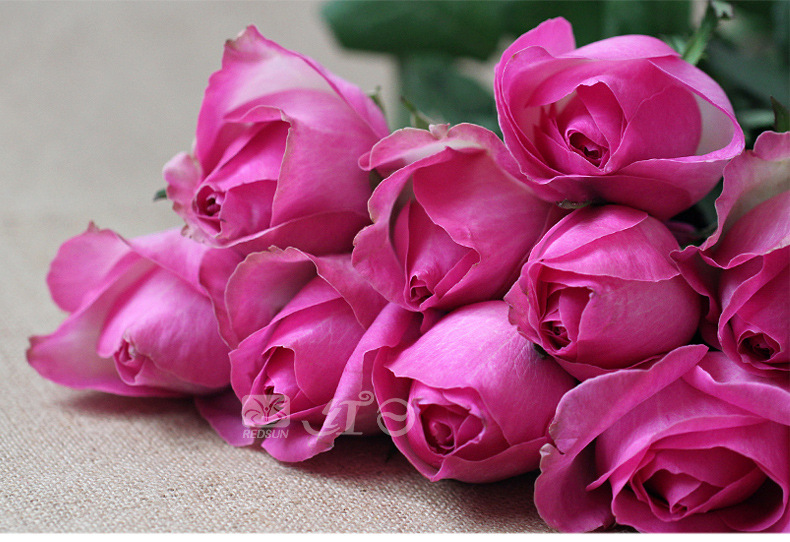 红日花卉 梅红色玫瑰鲜切花 魅惑玫瑰花 10枝起售全国最低价