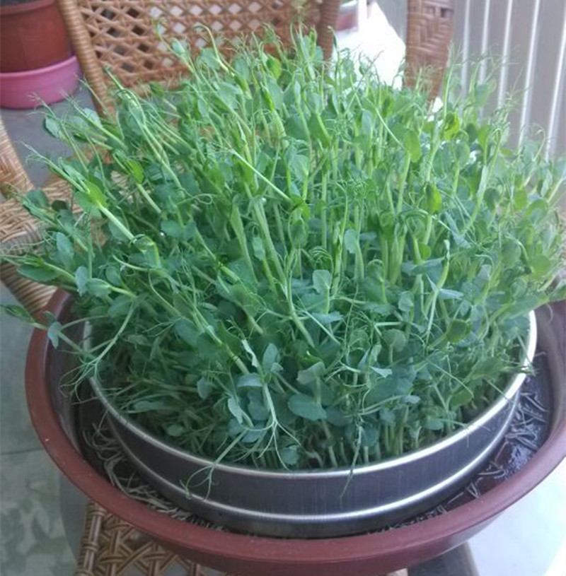 批发加拿大麻豌豆 芽苗菜种子 豌豆苗 水培阳台蔬菜种子