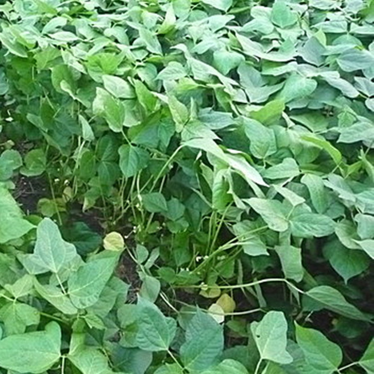 白芸豆