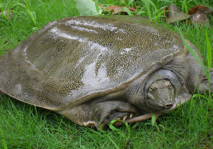 特价批发水产品 鲜活无公害甲鱼 鳖 生态有机 高营养