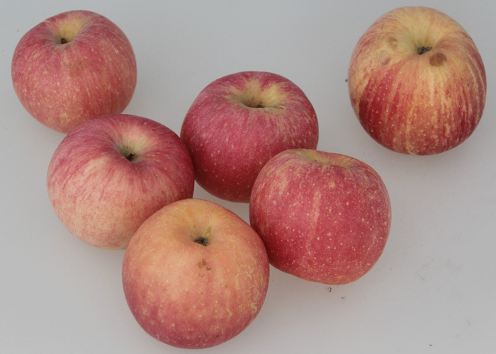 烟台栖霞85红富士苹果10元/3斤,预购从速