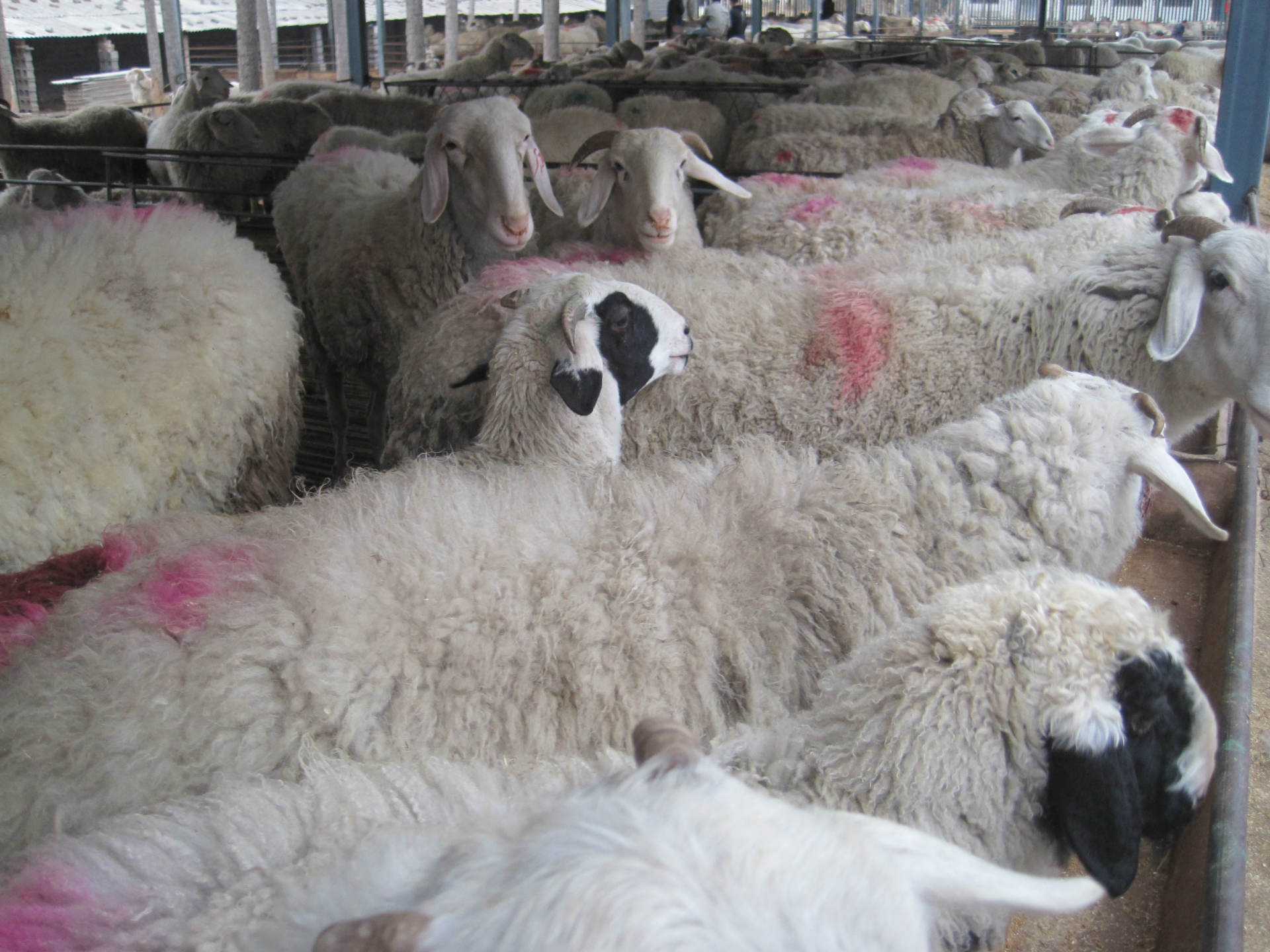 小尾寒羊长发育快早熟繁殖力强适应性强小尾寒羊肉羊