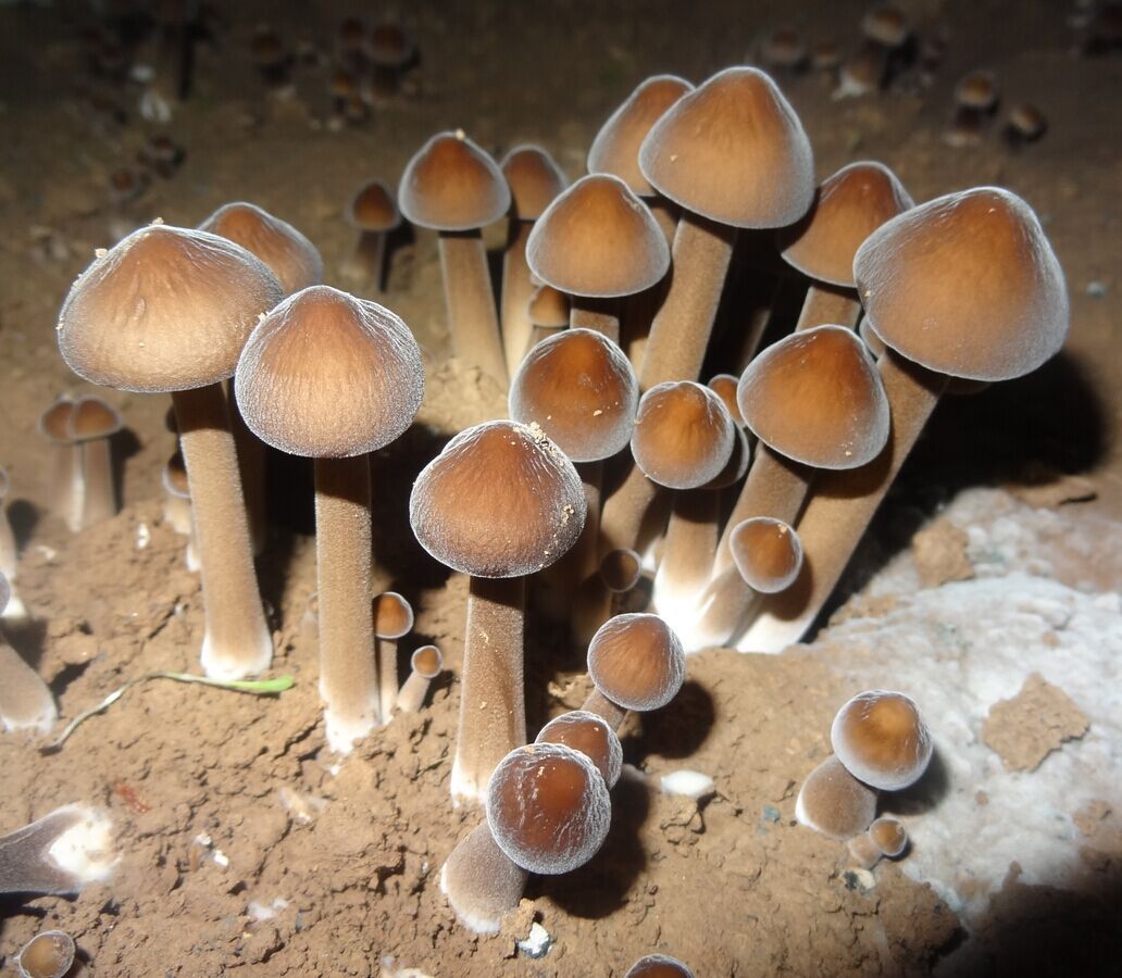 基地供应出口级养生食品黑皮鸡枞菌干品