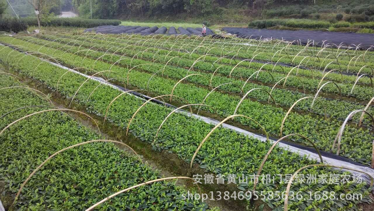 【收集笑脸】 - 安徽红旗一号特早茶苗