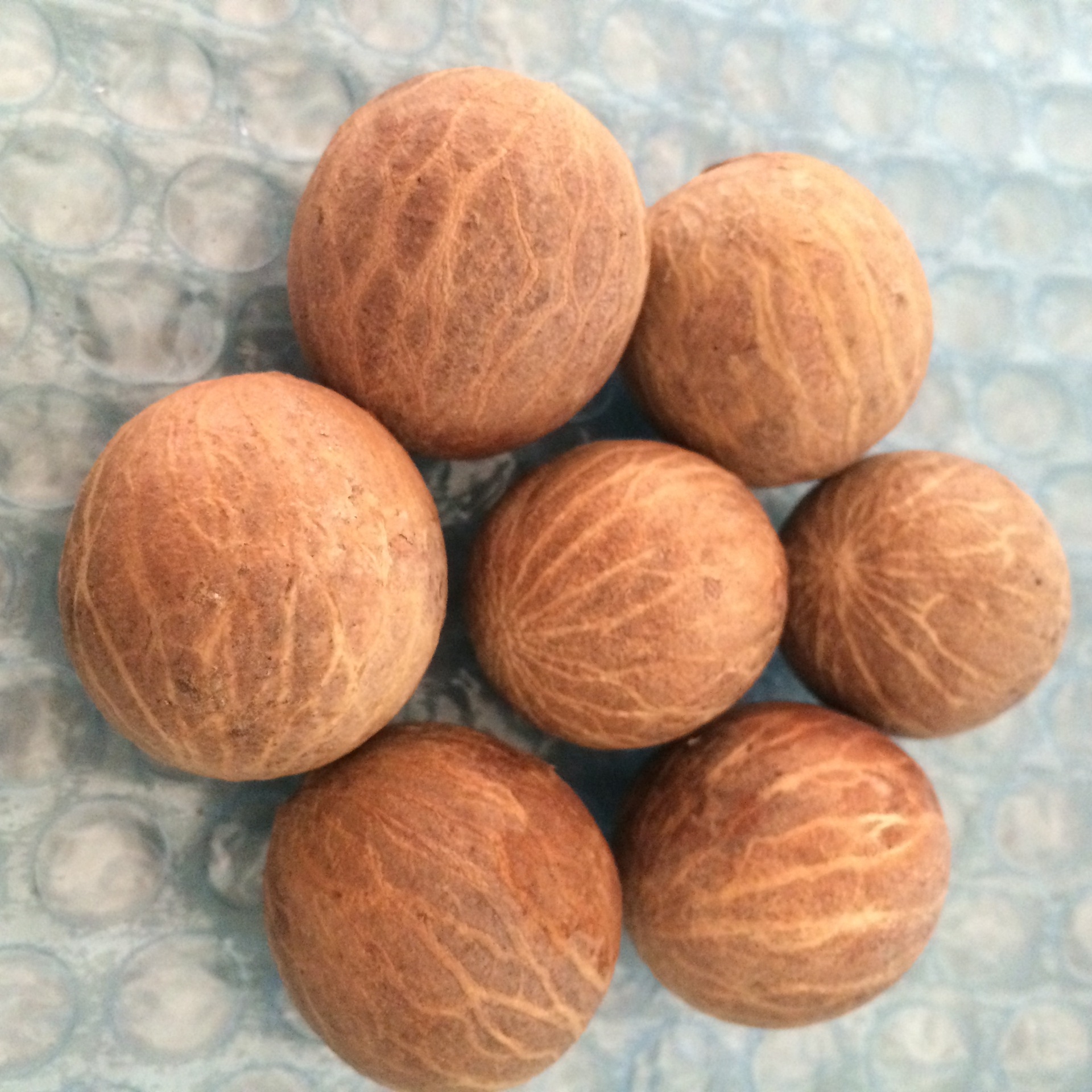 白玉菩提根原果批发 优质菩提根原籽 通货一手货源无爆皮