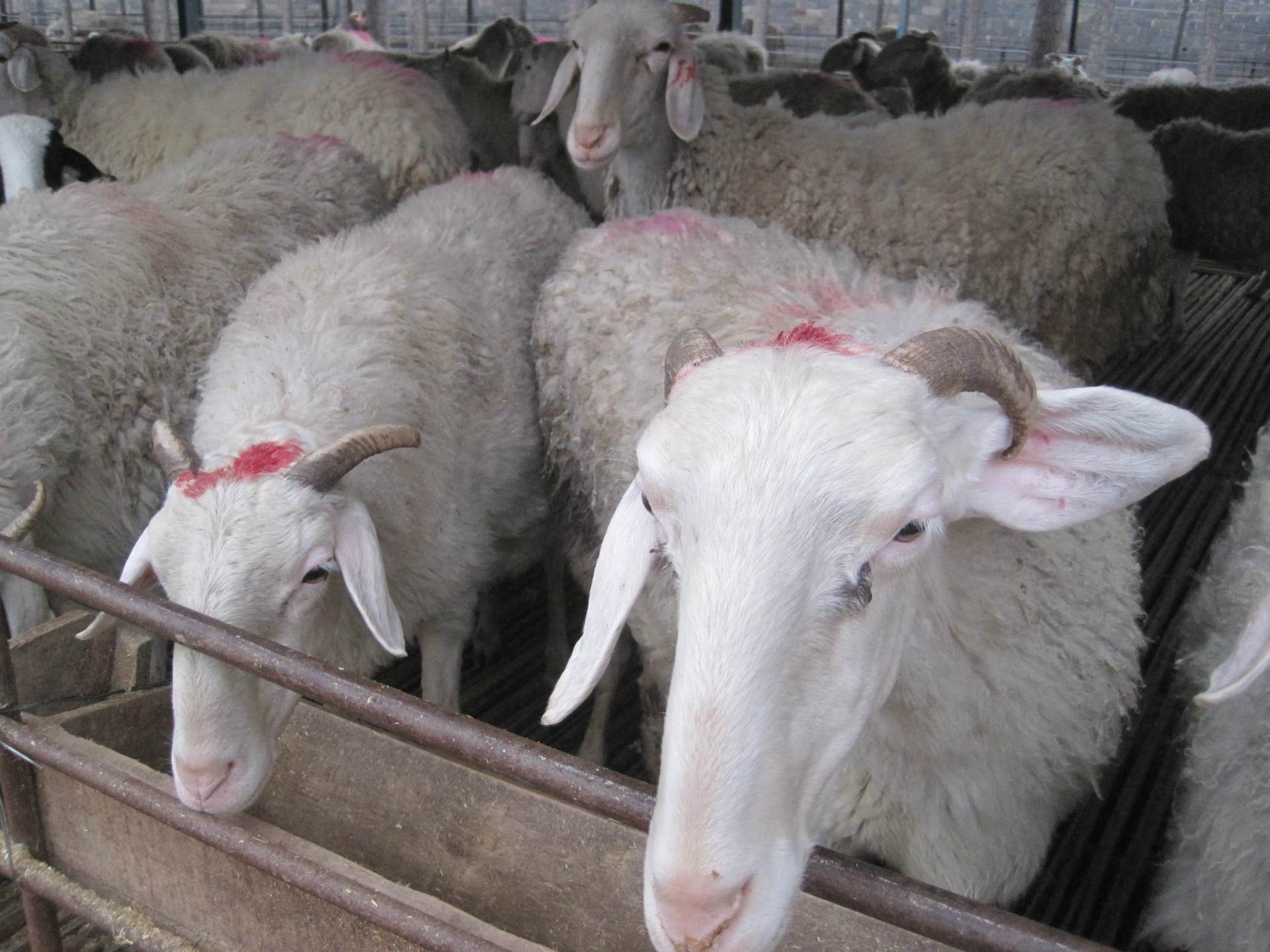 小尾寒羊小尾寒羊的价格购买小尾寒羊的价格出售小尾寒羊种羊