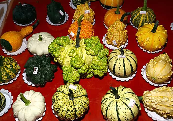 我要发芽 观果种子 玩具南瓜种子 多样玩偶南瓜 观赏南瓜 10粒/包