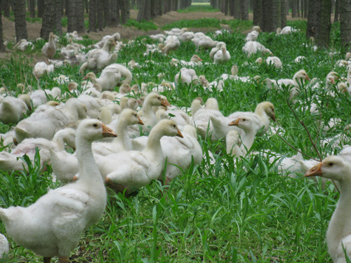 江苏众诚孵化场批发四季鹅苗鹅蛋18951192559