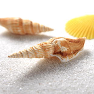 天然海螺 小金斧斧头螺 6厘米鱼缸造景装饰地台墙贴