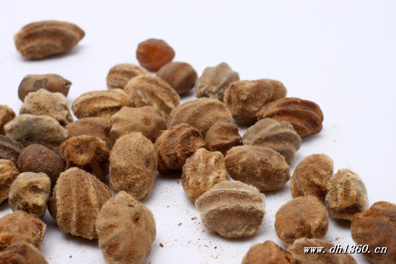 佛手菩提子 白玉龙骨菩提子原籽 白玉菩提子原籽批发斤包邮 散珠