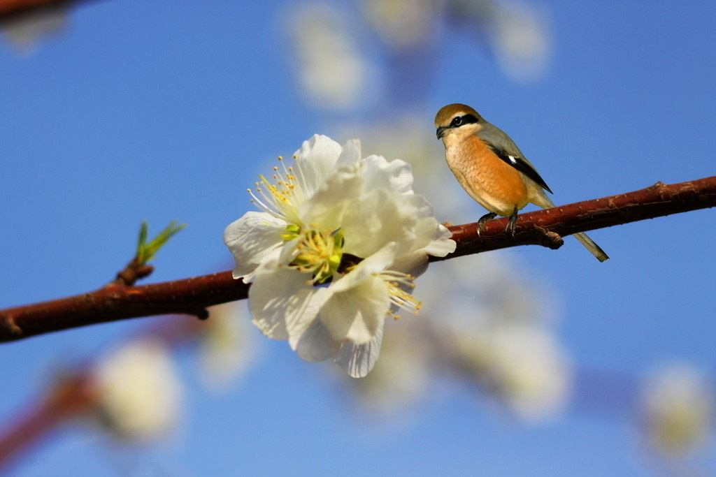 春日阳光下那些竟如此放肆的美