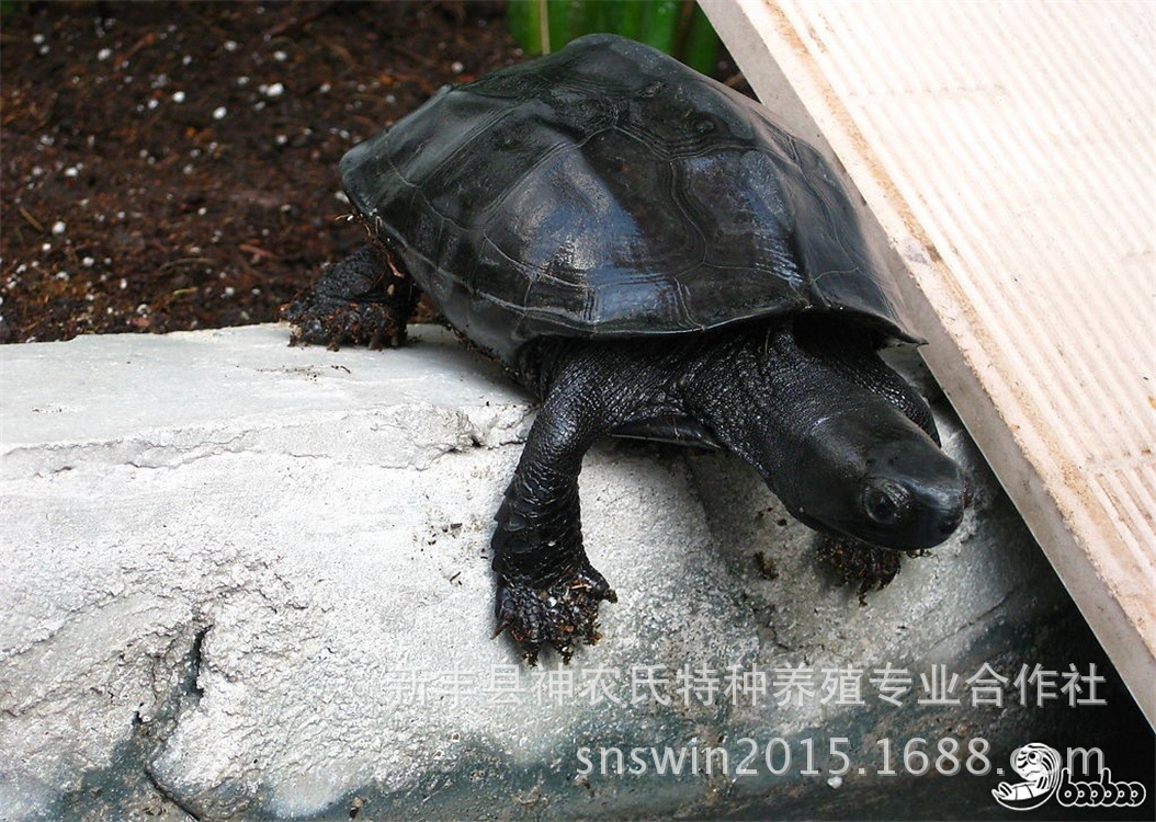 它們也會與花龜,雌性馬來閉殼龜,雄性四眼斑水龜及飼養的日本石龜等都