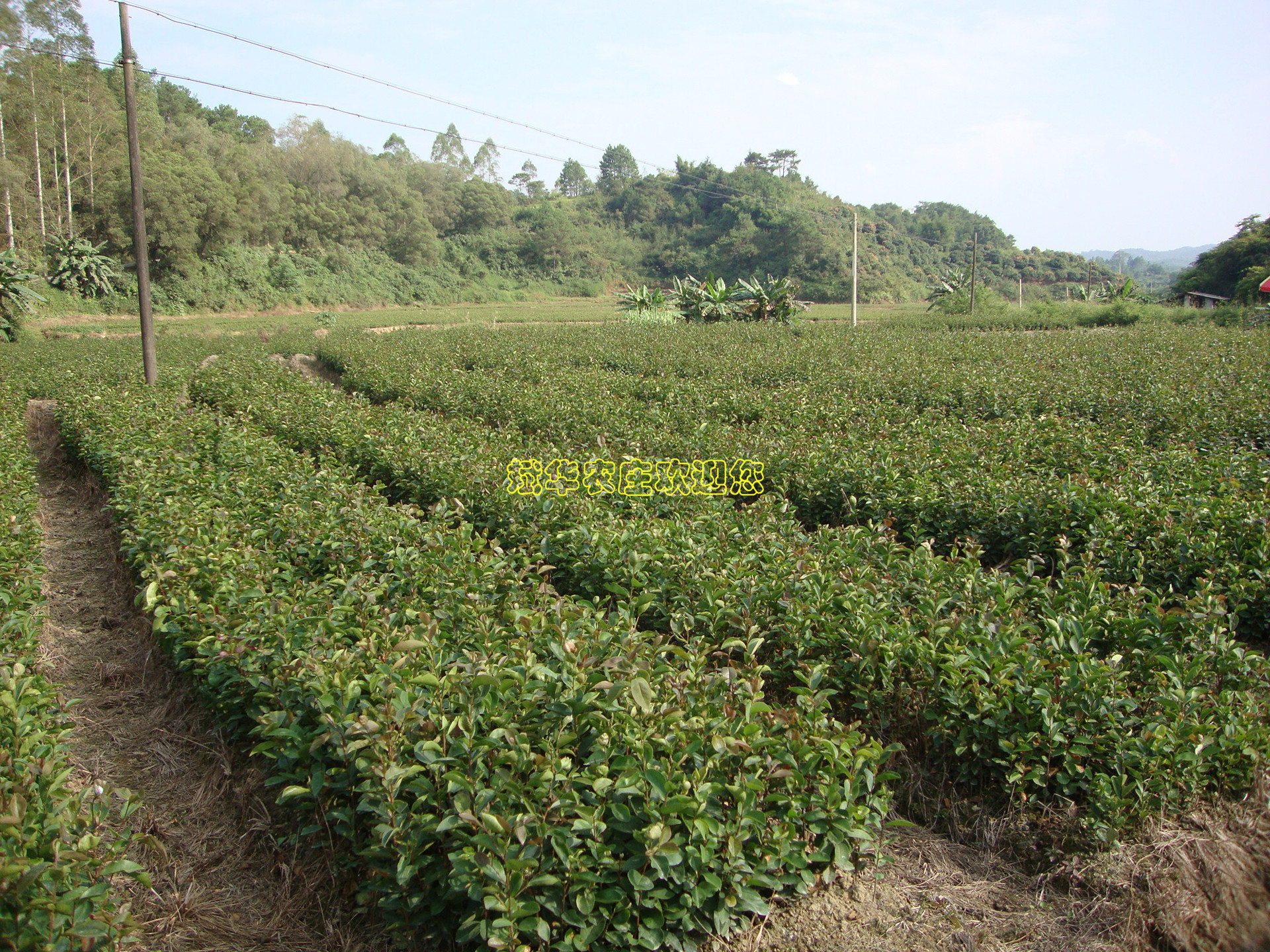 油茶树的种植(油茶树什么时候种植最好)